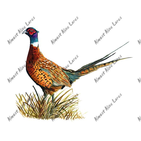 Ring Necked Pheasant - Printed Vinyl Decal - Click Image to Close