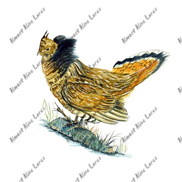 Ruffed Grouse - Printed Vinyl Decal - Click Image to Close
