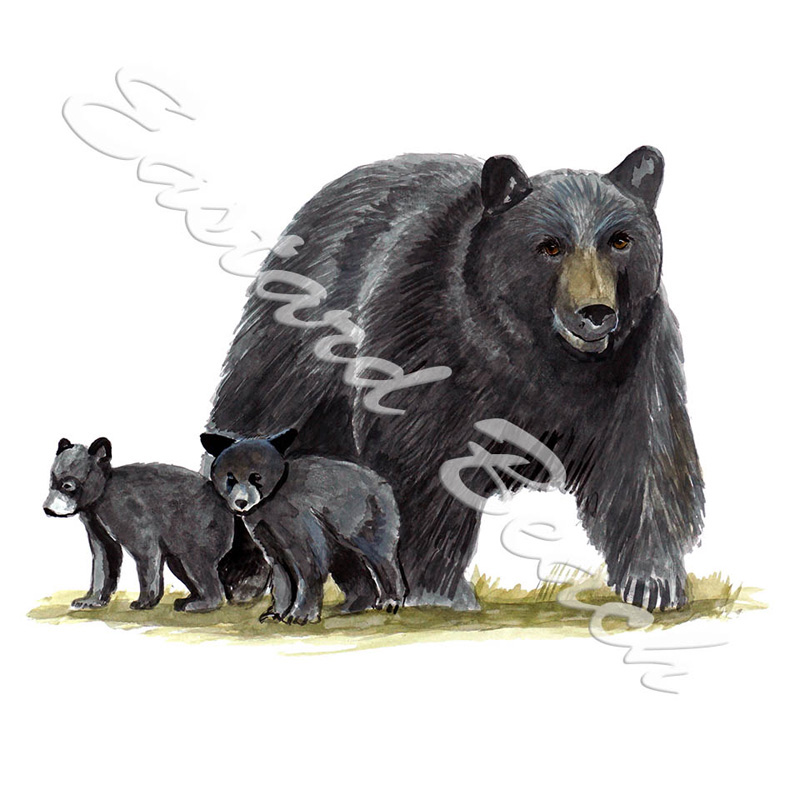 Bear & Cubs - Printed Vinyl Decal - Click Image to Close