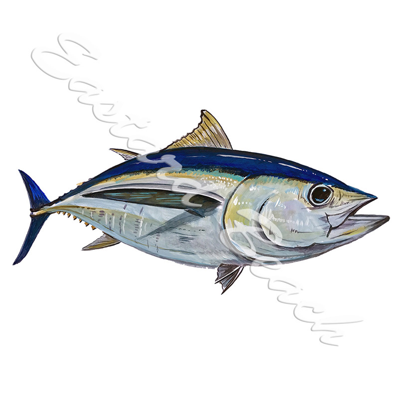 Big Eye Tuna - Click Image to Close