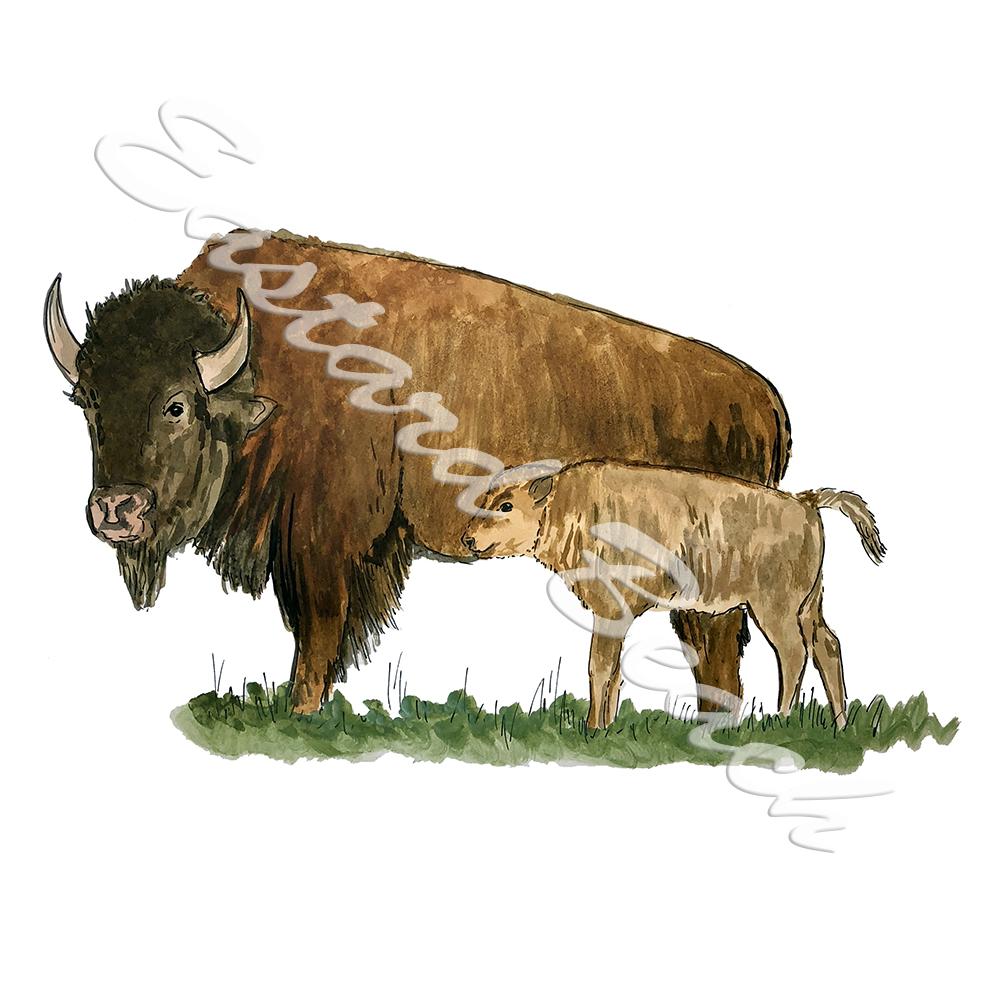Bison and Calf - Click Image to Close