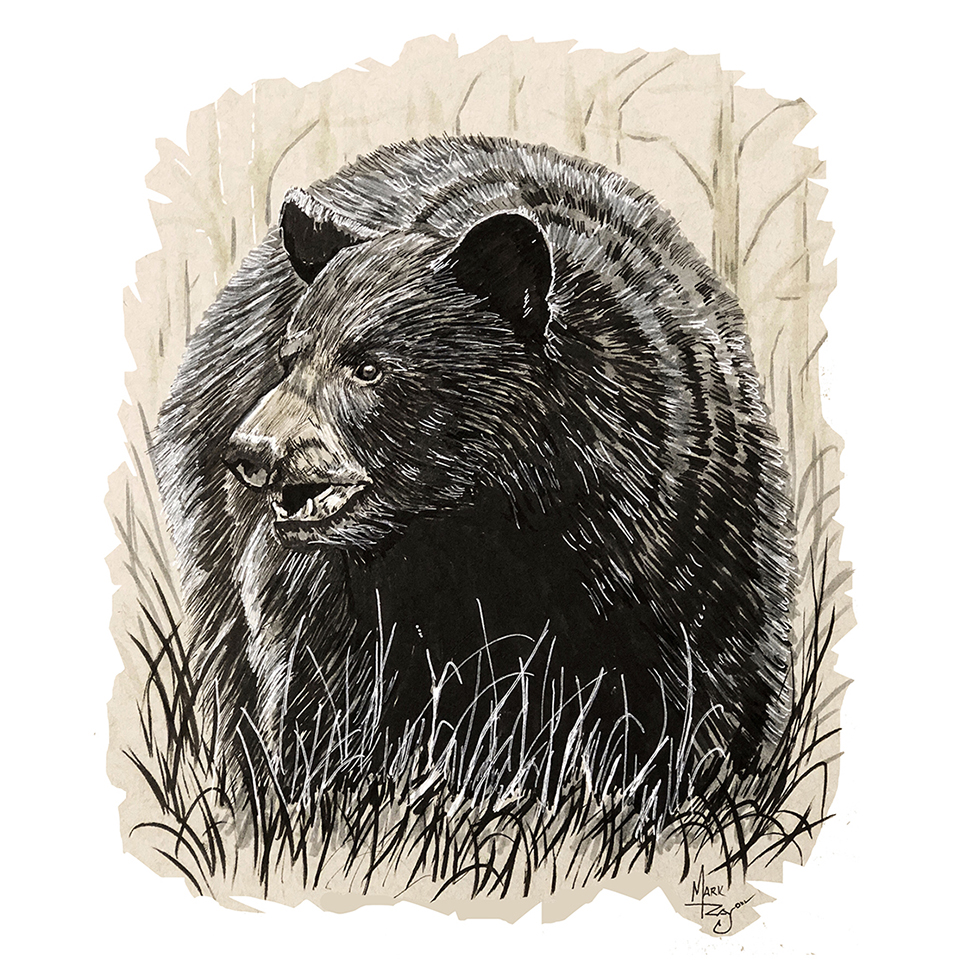 Black Bear in Woods - Click Image to Close