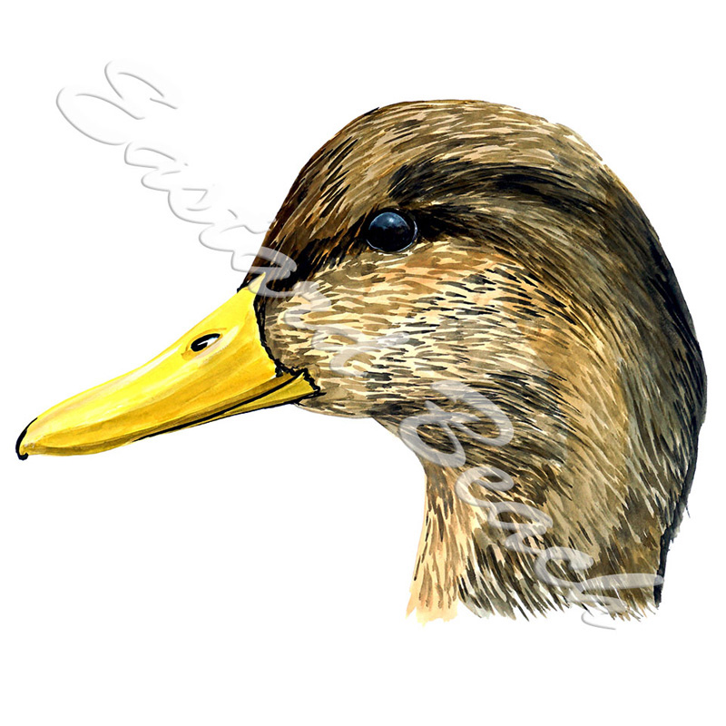 Black Duck - Printed Vinyl Decal - Click Image to Close