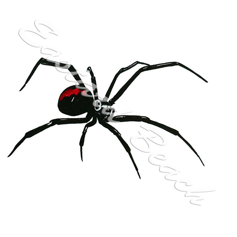 Black Widow Spider Decal - Click Image to Close