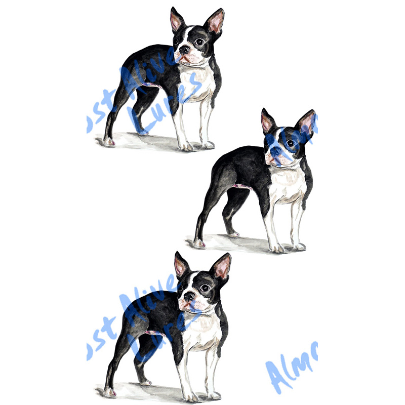 Boston Terrier - Minis Set of 3 Printed Vinyl Decals - Click Image to Close