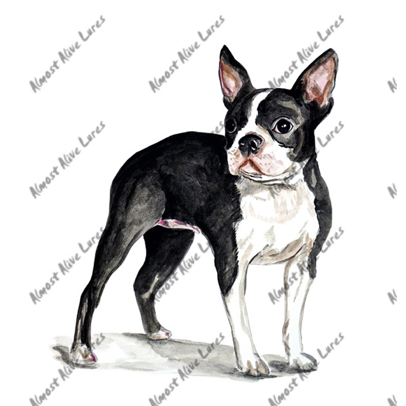 Boston Terrier - Printed Vinyl Decal - Click Image to Close