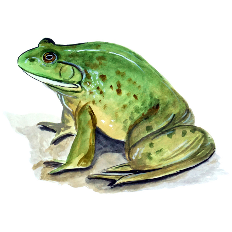 Bull Frog - Click Image to Close