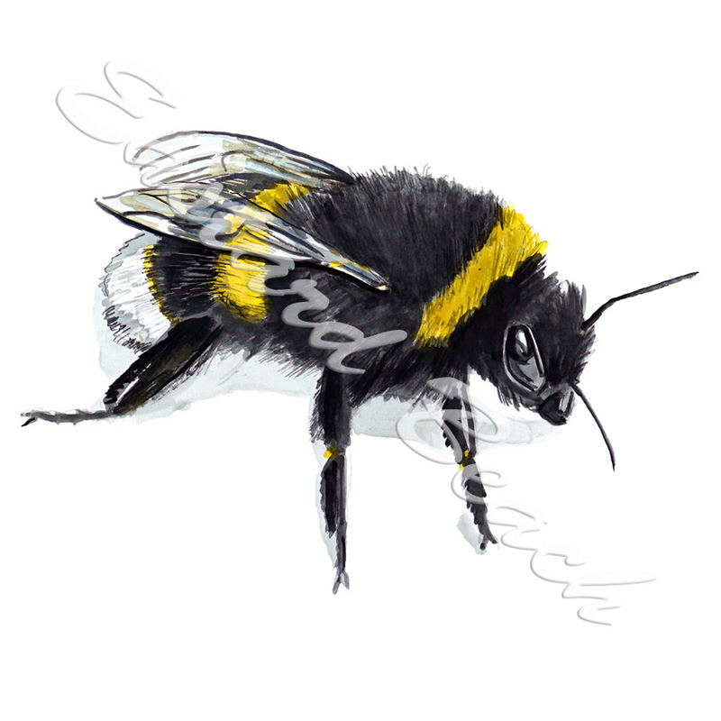 Bumble Bee - Click Image to Close