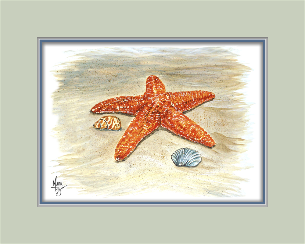 Starfish and Shells