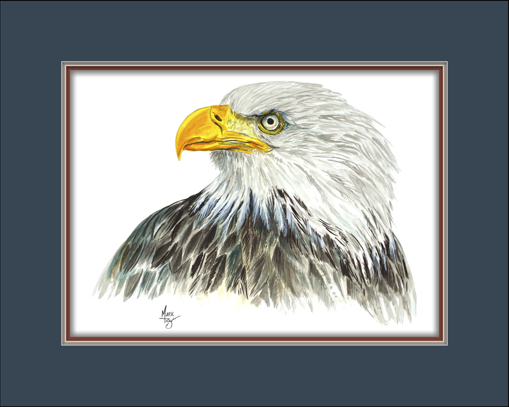 US American Bald Eagle