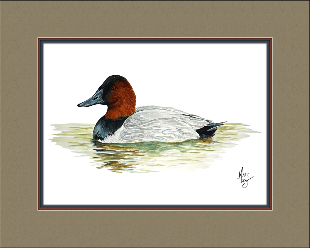 Canvasback Duck Swimming - Click Image to Close