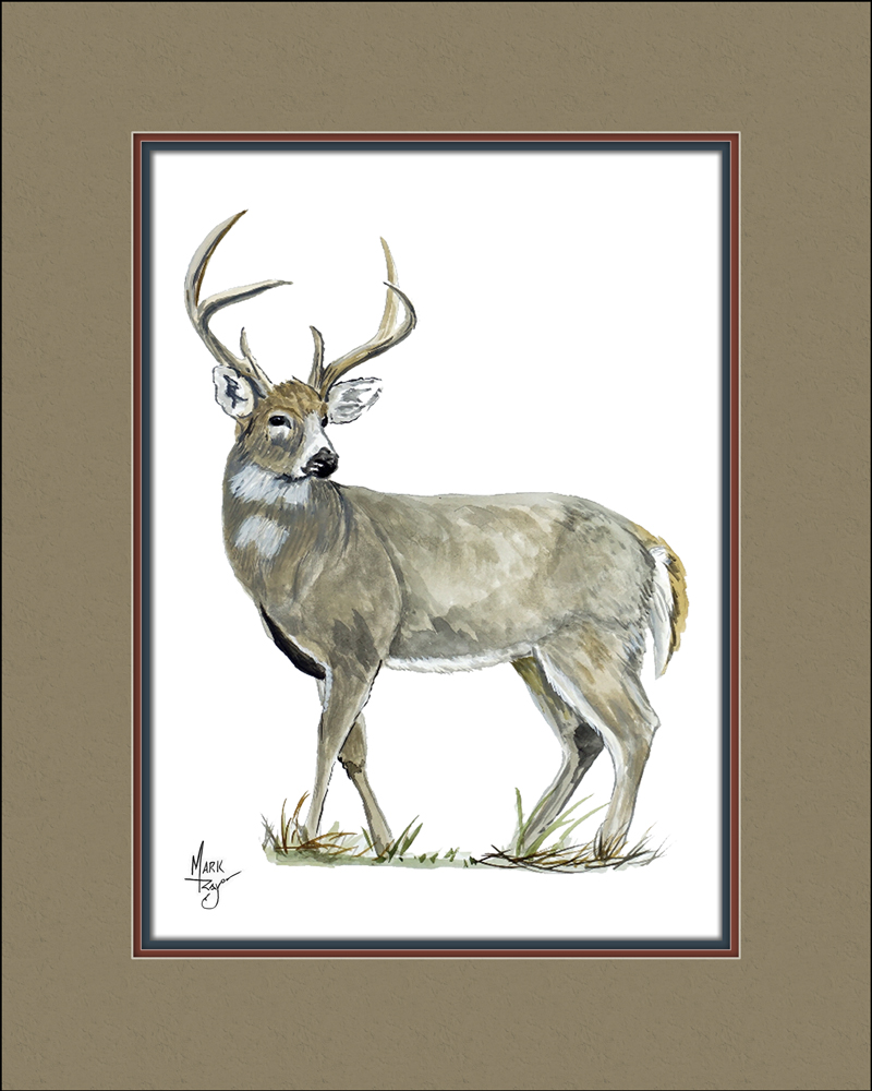 White Tail Buck - Click Image to Close