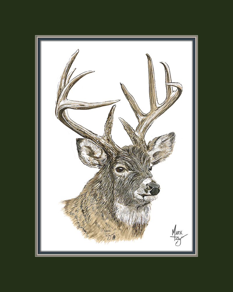 White Tail Deer Buck - Click Image to Close