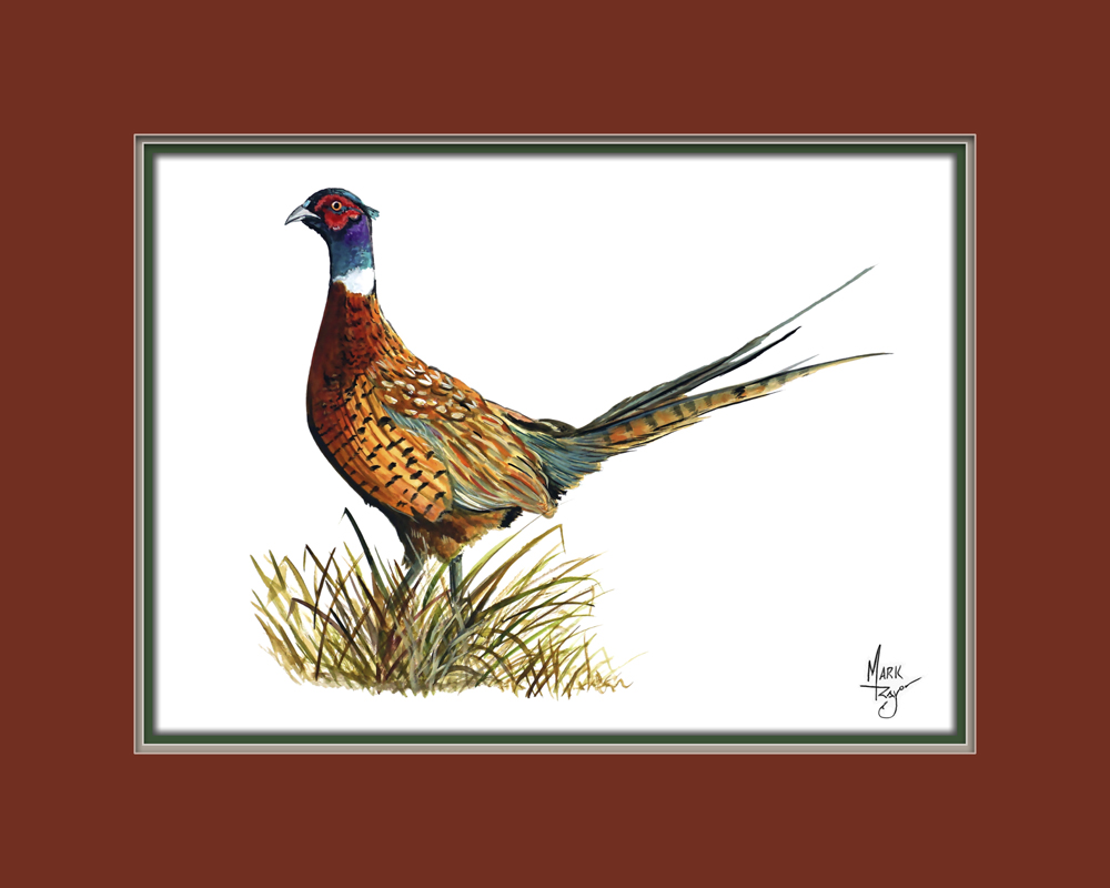 Ring Necked Pheasant - Click Image to Close