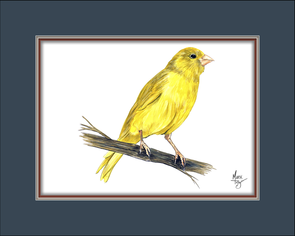 Yellow Canary - Click Image to Close