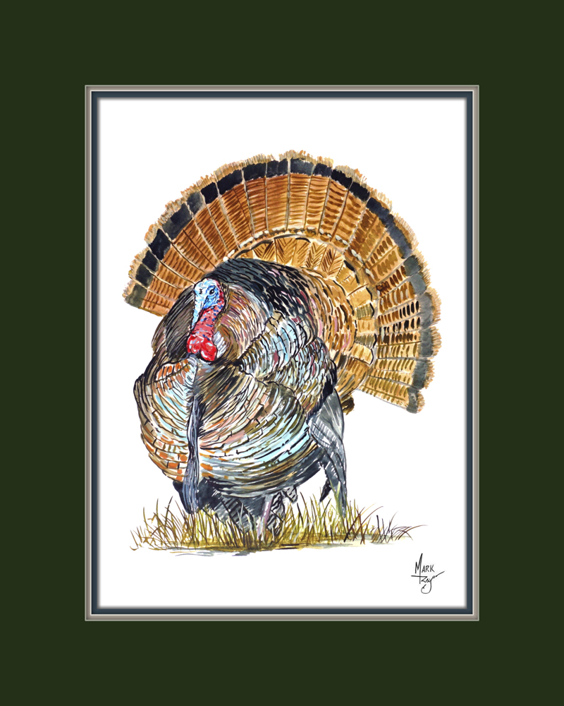 Wild Turkey - Click Image to Close