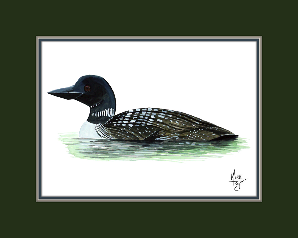 Black Throated Loon - Click Image to Close