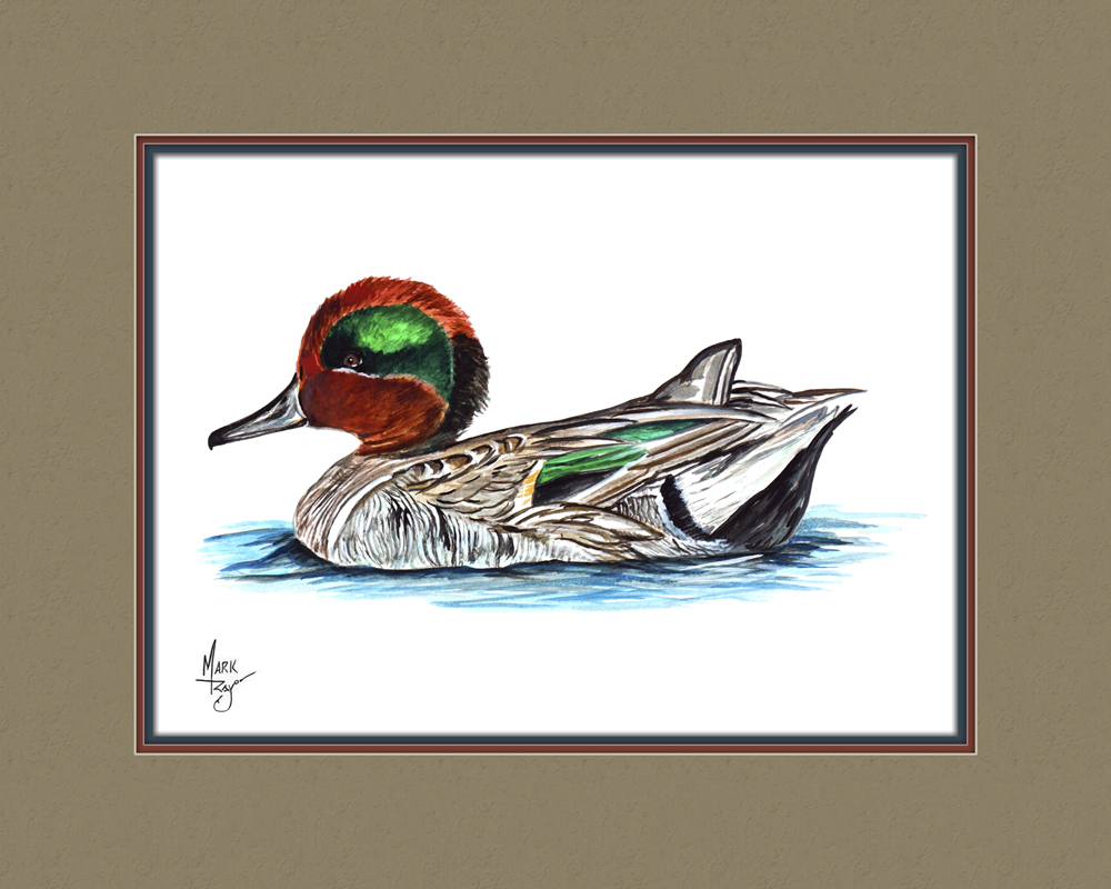 Green Winged Teal Duck - Click Image to Close
