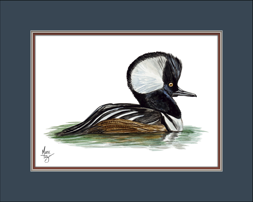 Hooded Merganser - Click Image to Close