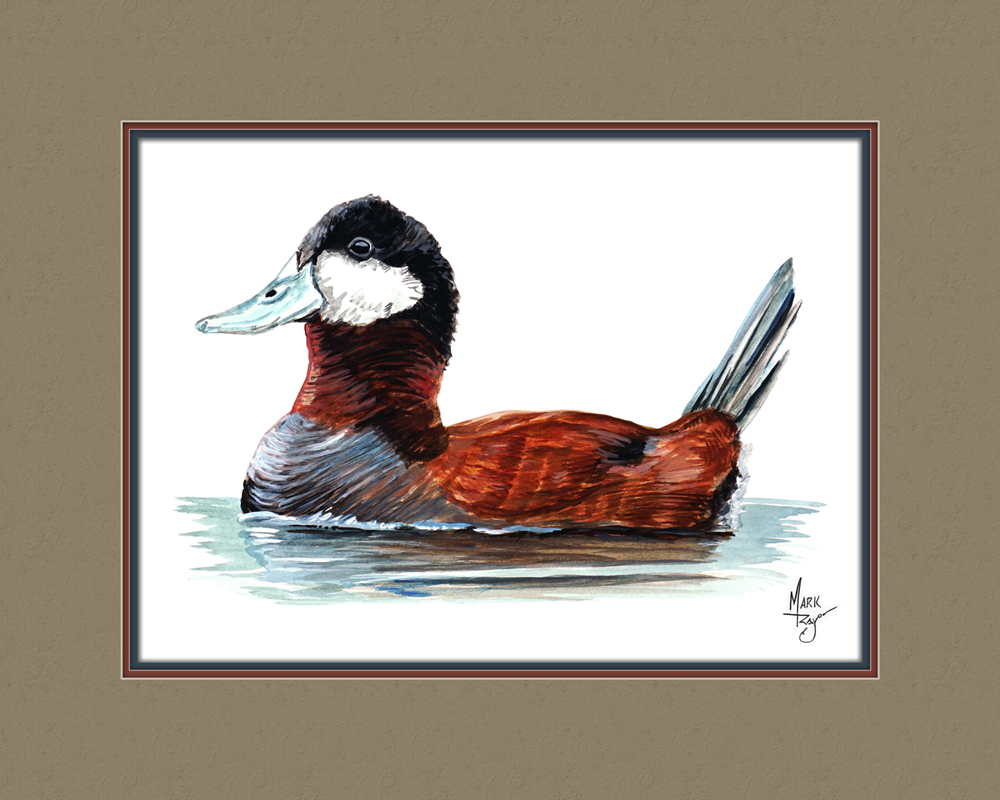 Ruddy Duck - Click Image to Close
