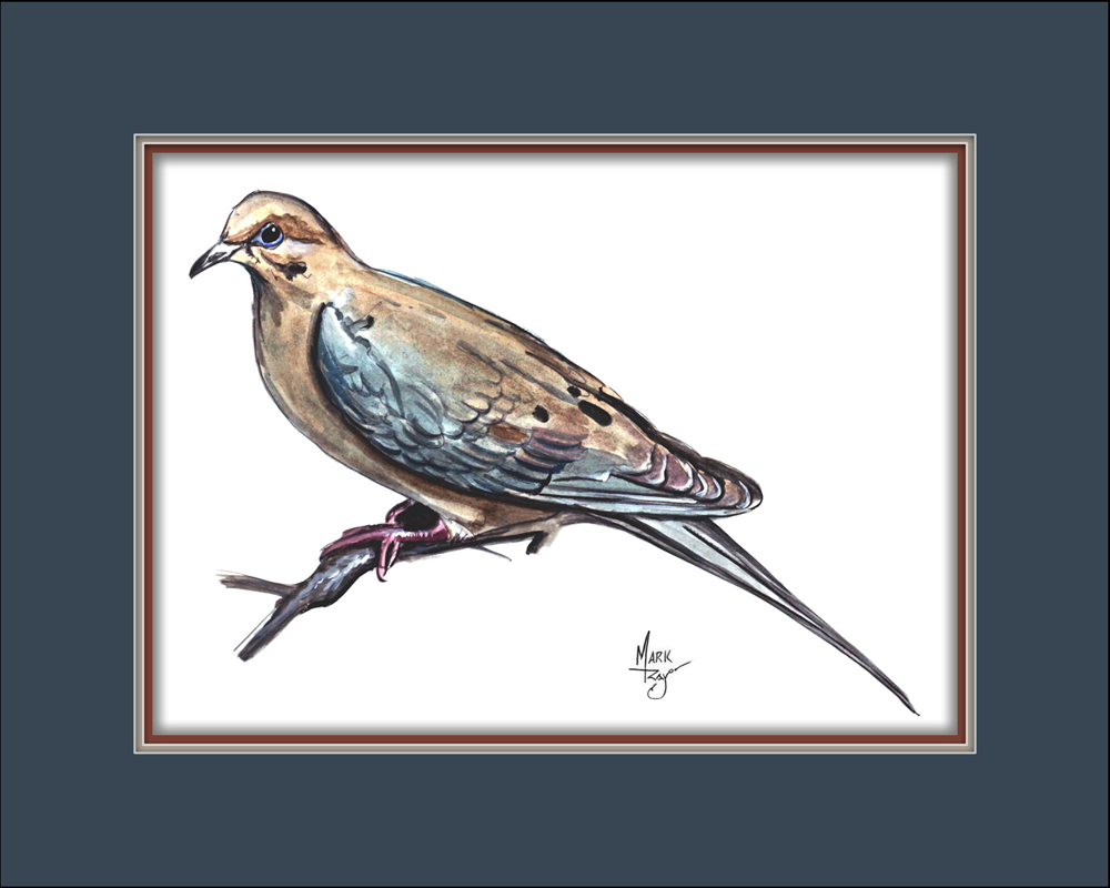 Morning Dove - Click Image to Close
