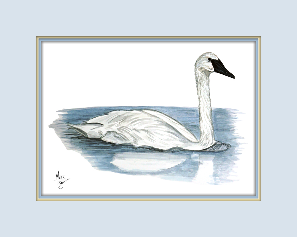 White Swan - Click Image to Close