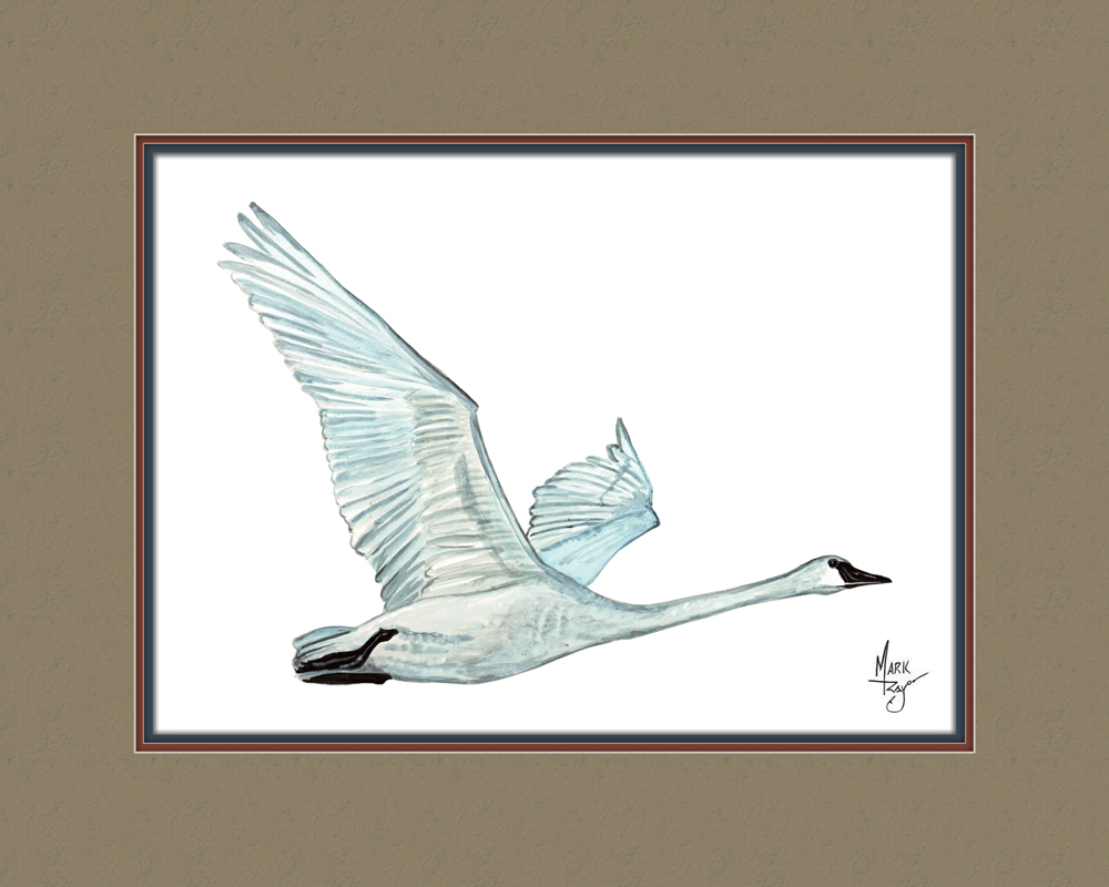 Tundra Swan - Click Image to Close