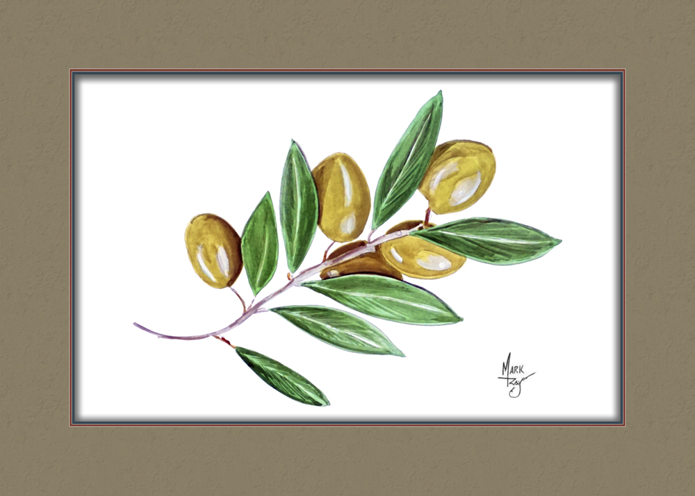 Olive Branch. Extending one - Click Image to Close