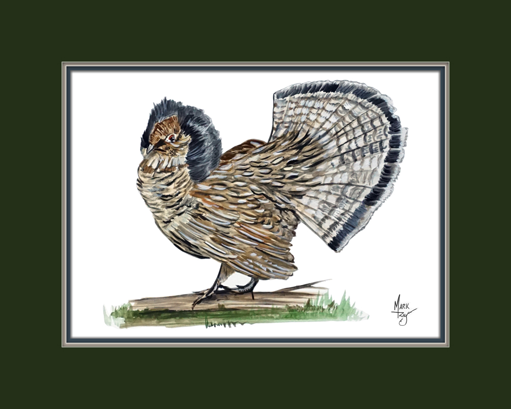 Ruffed Grouse - Click Image to Close