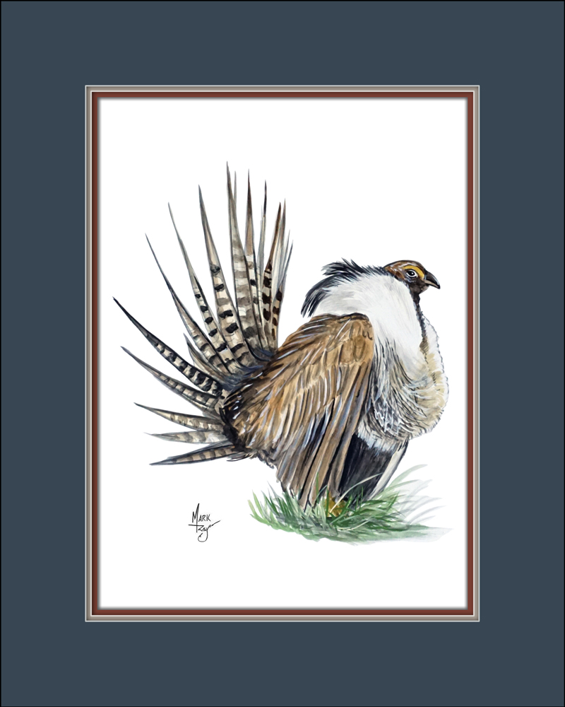 Sage Grouse - Click Image to Close