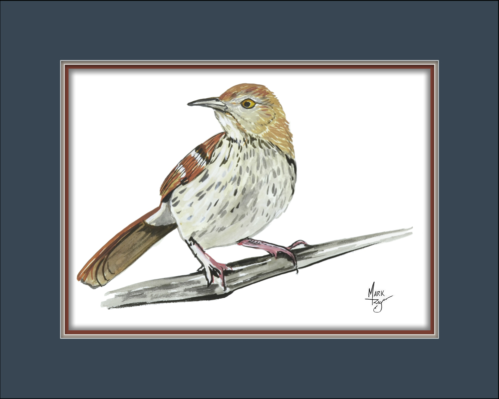 Brown Thrasher - Click Image to Close