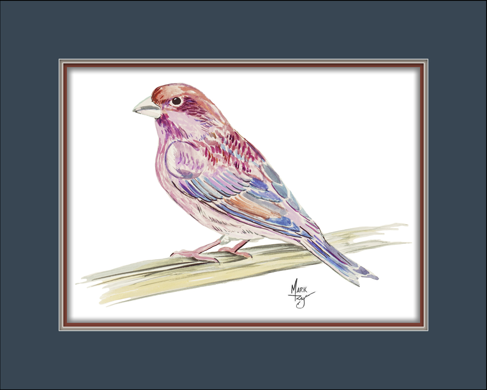 Purple Finch - Click Image to Close
