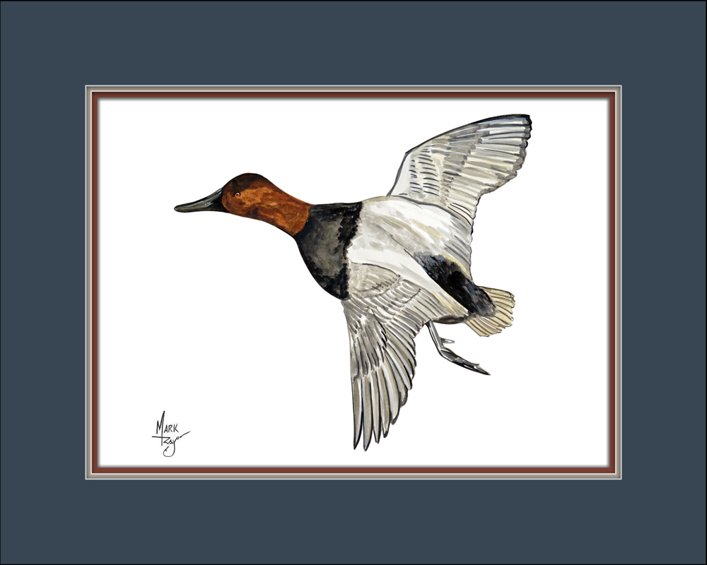 Canvasback Duck Flying