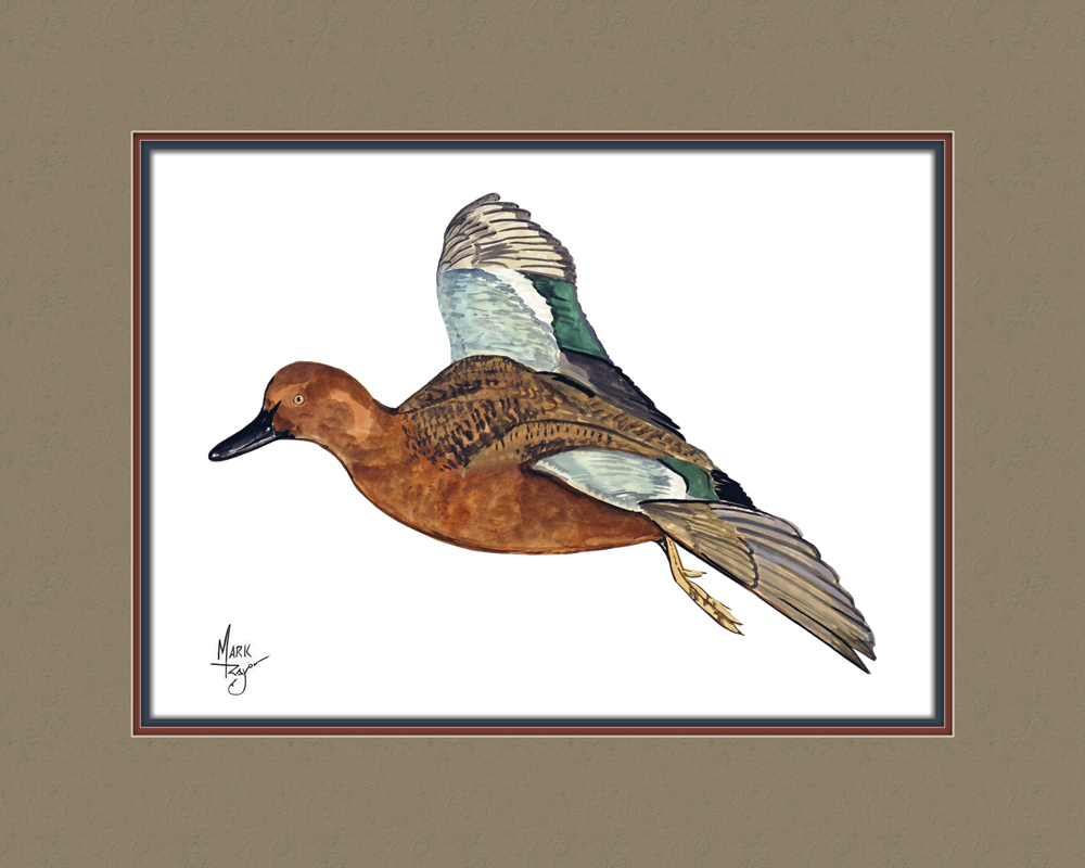 Cinnamon Teal Duck Flying - Click Image to Close
