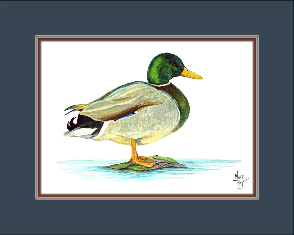 Mallard Duck - Click Image to Close