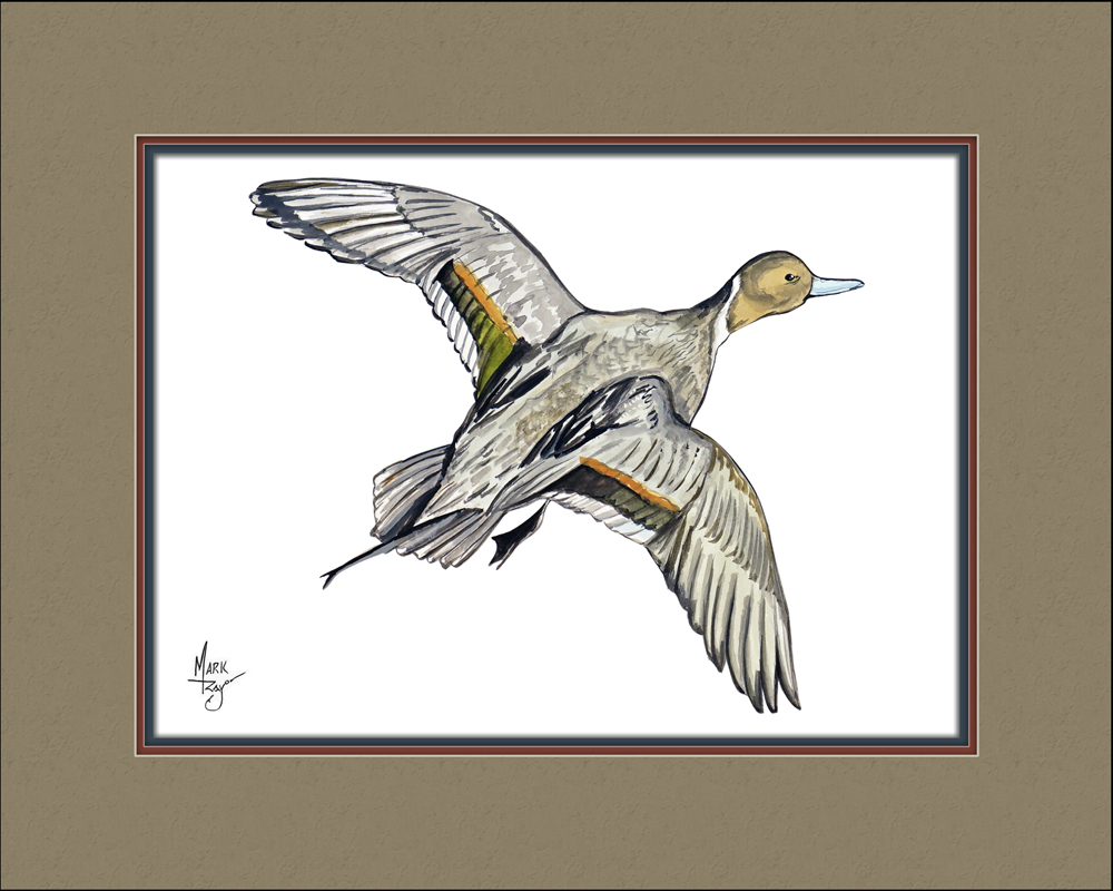 Pintail Duck Flying - Click Image to Close