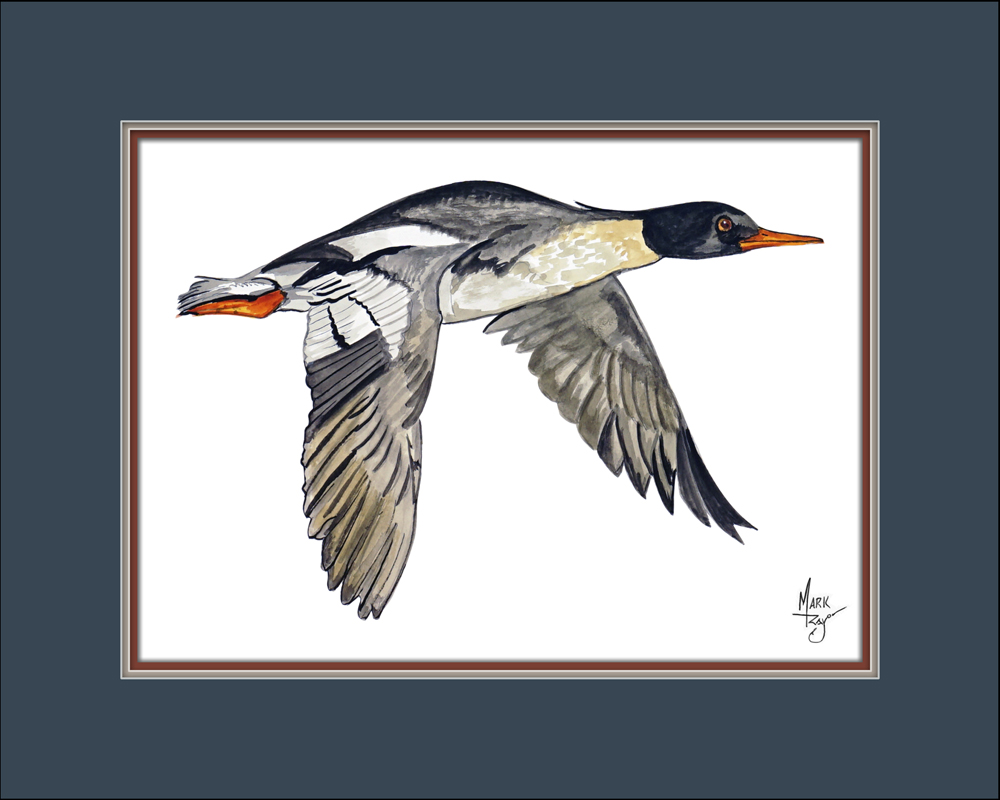 Red Breasted Merganser Duck Flying - Click Image to Close