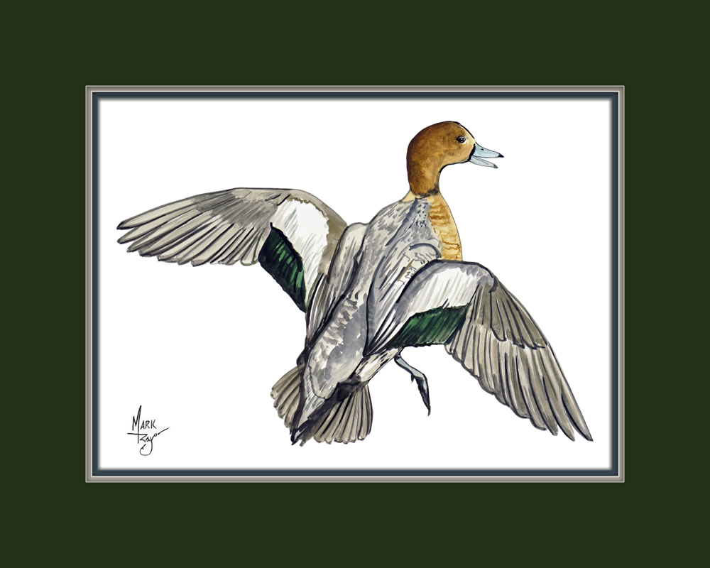 Wigeon Duck - Click Image to Close