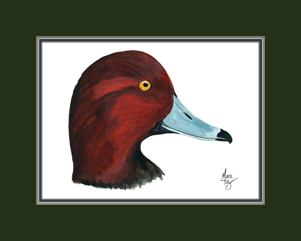 Canvasback Duck Head