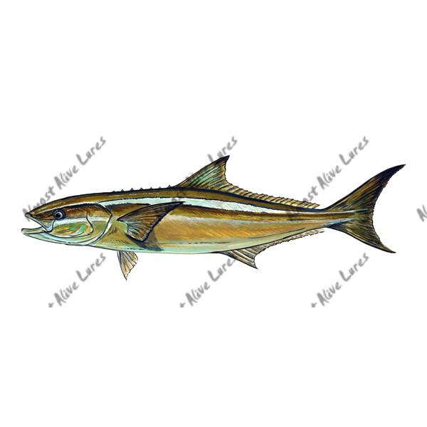 Cobia - Printed Vinyl Decal - Click Image to Close