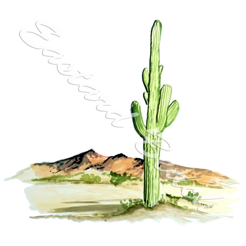 Cactus - Click Image to Close