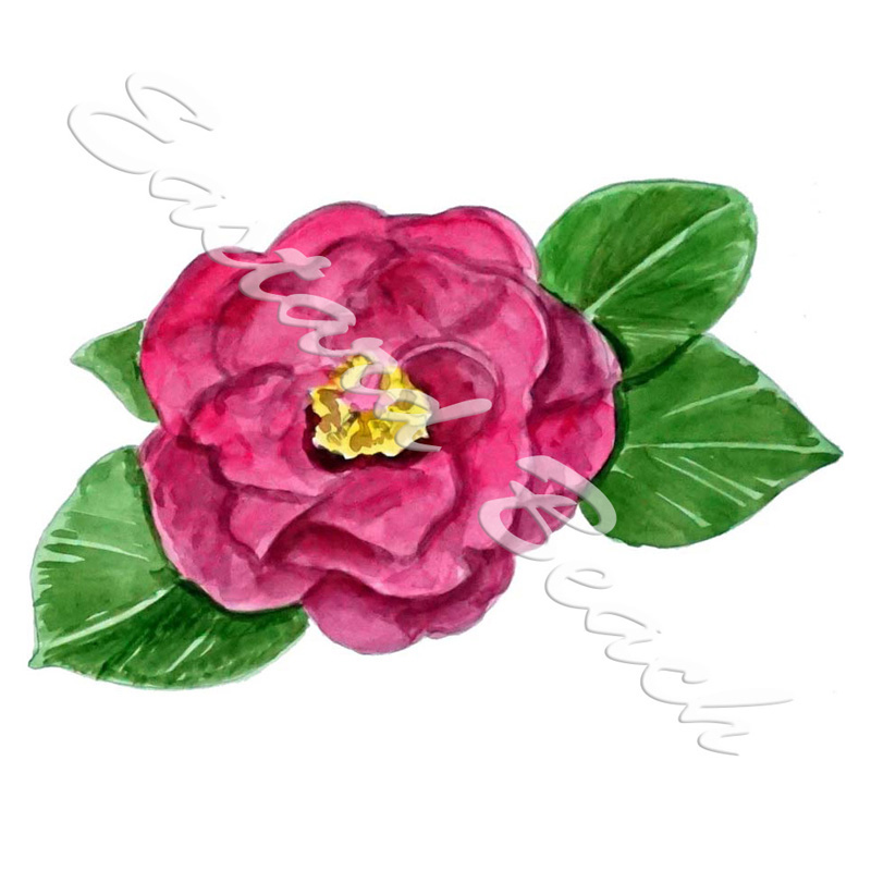 Camellia - Printed Vinyl Decal - Click Image to Close