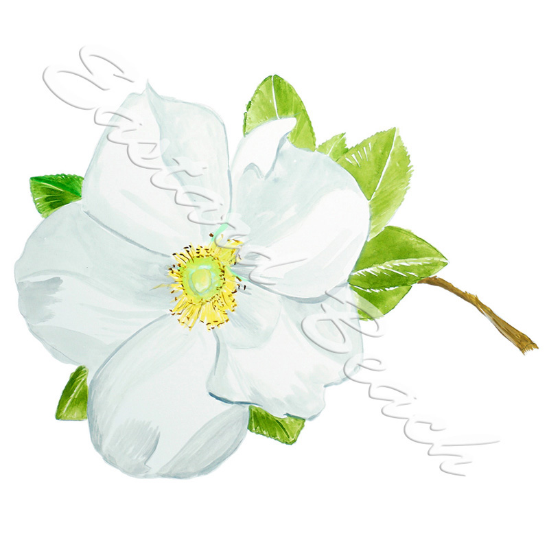 Cherokee Rose Flower - Click Image to Close