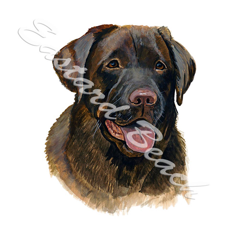 Chocolate Lab - Printed Vinyl Decal - Click Image to Close
