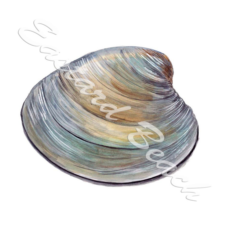 Clam Shell - Printed Vinyl Decal