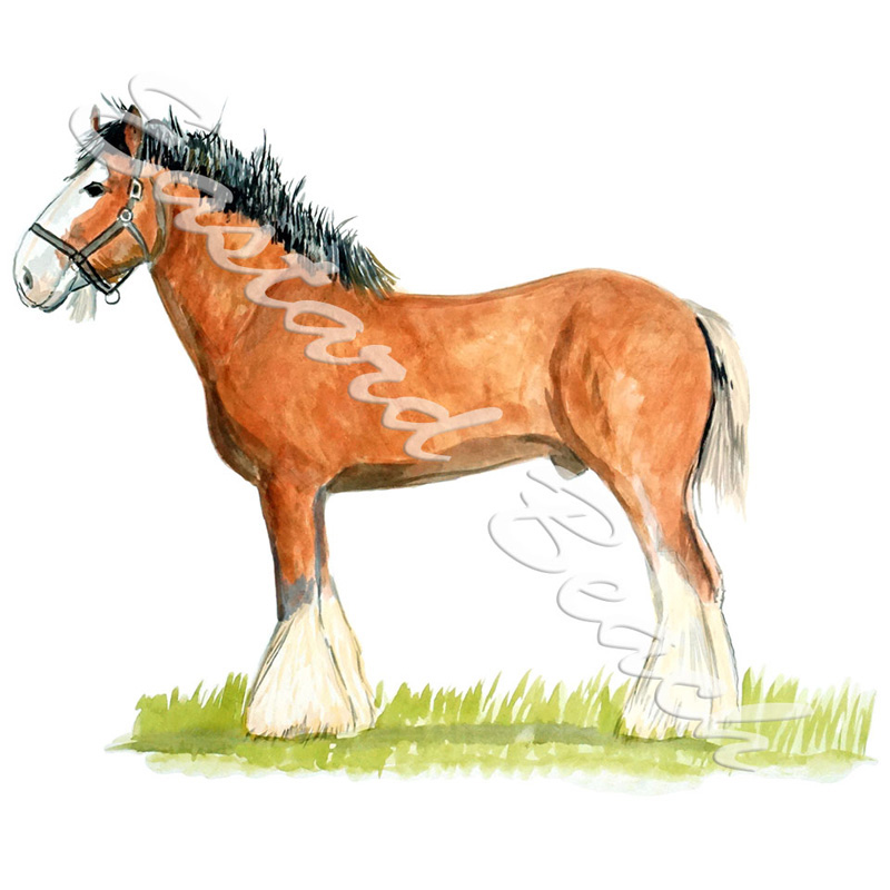 Clydesdale Horse - Printed Vinyl Decal - Click Image to Close