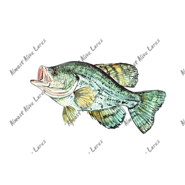 Crappie Sunfish - Printed Vinyl Decal - Click Image to Close