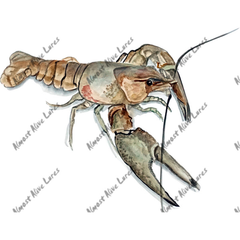 Crayfish - Printed Vinyl Decal - Click Image to Close