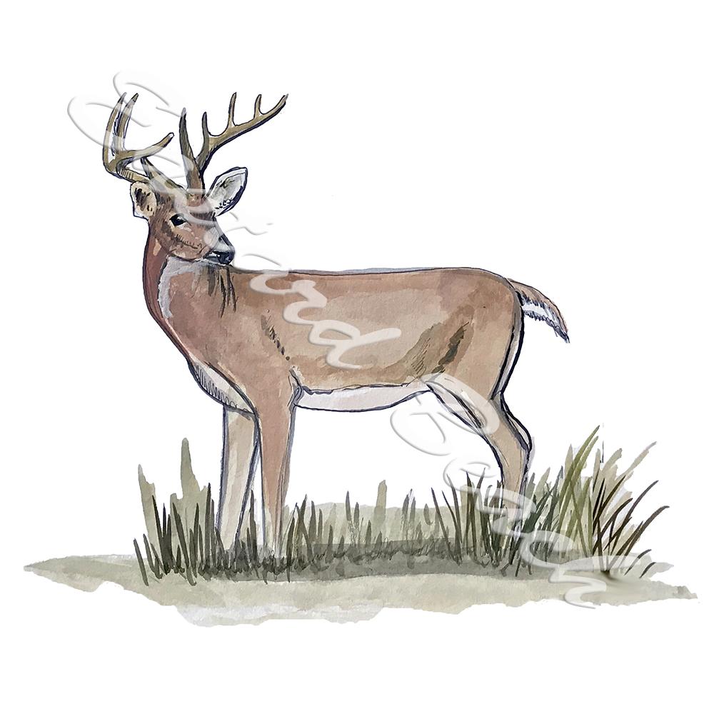 Deer - Click Image to Close