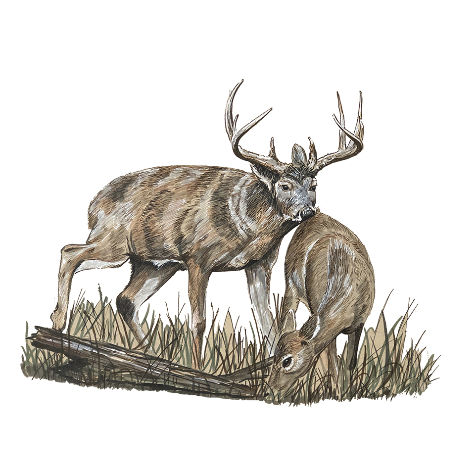 Deer Rut - Pen & Ink - Click Image to Close